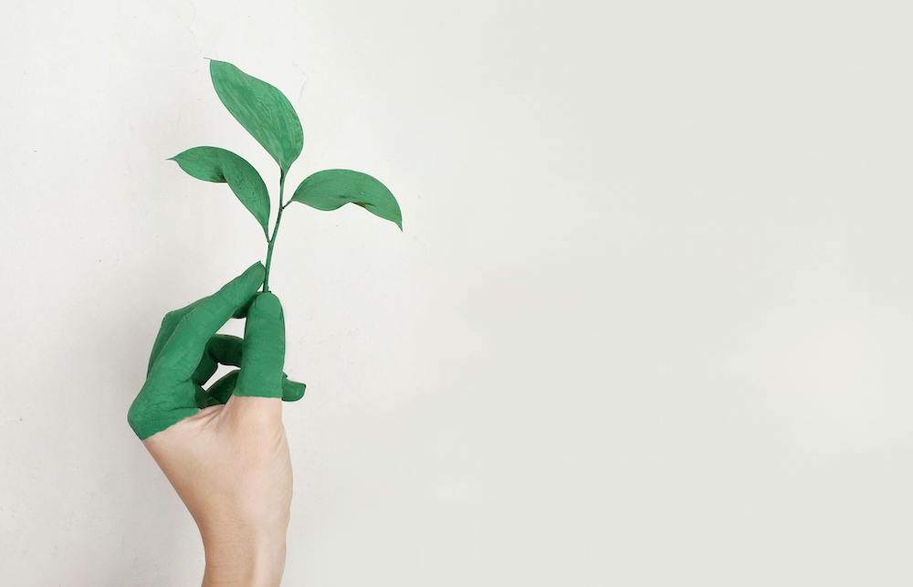 Green fingers holding a plant sprout